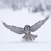 p�jaro de invierno