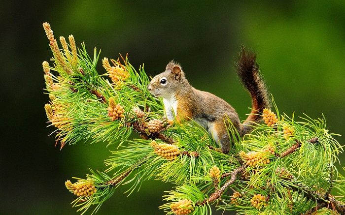 squirrel